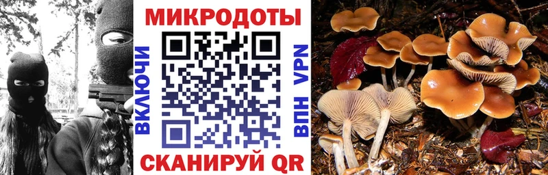 сколько стоит  Удачный  Галлюциногенные грибы Psilocybine cubensis 